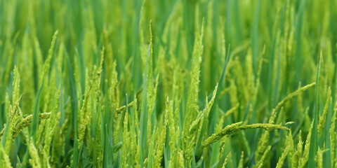 Lush green paddy fields close-up with vibrant rice plants vertical stalks