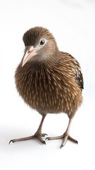 Kiwi Bird on White Background, Photo Realistic, Texture, Pattern Background, Wallpaper, Cover and Screen of Smartphone, PC, Laptop, 9:16 and 16:9 Format
