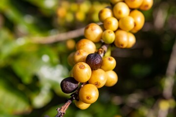 Coffee Beans on a branch