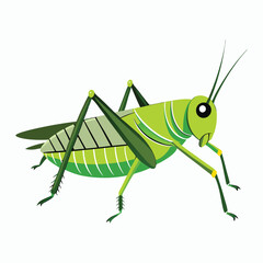 a grasshopper vector element illustration