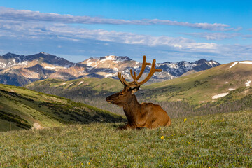 Elk in the Rocky Mountain National Park Colorado. Trail Ridge Road Rocky Mountain National Park Estes Park and Grand Lakes Colorado