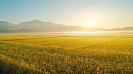 A serene sunrise over golden rice fields with misty mountains in the background.