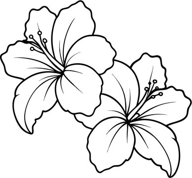 hibicus flower3