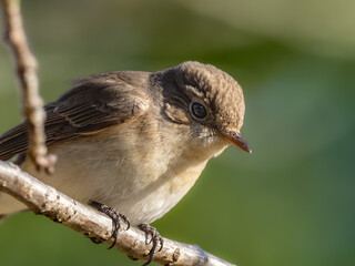 森の中で枝に留まって周りを見渡しているニシオジロビタキの雌