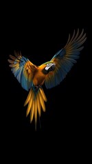 Fototapeta premium Blue and Yellow Macaw Flying Black Background, Realistic Photo, Texture, Pattern Background, Wallpaper, Cover and Screen of Smartphone, PC, Laptop, 9:16 and 16:9 Format