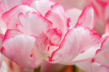Pretty Pink Tulip