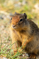 Gopher