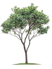 Hyper-Detailed Handroanthus Heptaphyllus Tree with Green Leaves Isolated on Solid White Background, Capturing Natural Botanical Beauty in Precision and Clarity