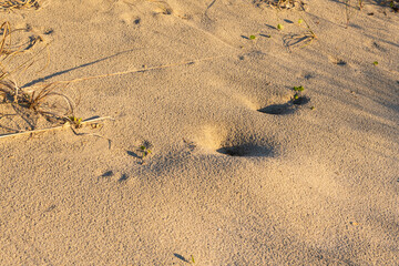 A peaceful coastal sand dune with dry grass and footprints in the golden sunlight, depicting a tranquil natural scene.