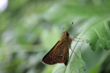 Obraz premium 葉にいたセセリチョウ