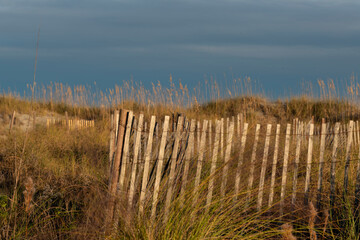Obraz premium A dune fence surrounded by golden coastal grasses at sunset, capturing the serene atmosphere of a coastal landscape.