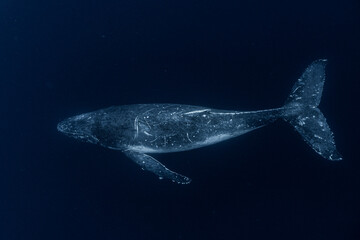 Whale in the ocean