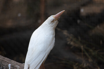 the albino raven has a pink beak and white feathers