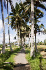 Blurred background of tall palm trees and roads along fields. Beautiful background of nature