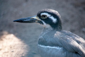 The beach stone curlew is largely grey-brown upperparts with a distinctive black-and-white striped face and shoulder-patch.