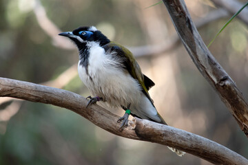 The blue-faced honeyeater has a black head, white chest and golden olive-green wings and a blue eyebrow