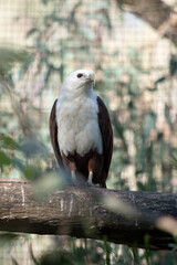 The brahminy kite is distinctive and contrastingly coloured, with chestnut plumage except for the white head and breast and black wing tips.