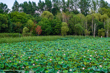 The scenery of China's Changchun Jingyuetan National Forest Park with blooming lotus