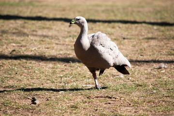 The Cape Barren Goose is a very large, pale grey goose with a relatively small head.