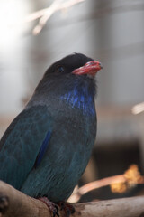 The dollar bird has mostly dark brown upperparts, washed heavily with blue-green on the back and wing coverts.