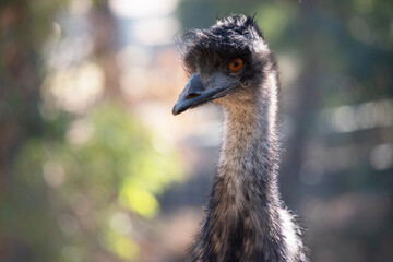 Emus are covered in primitive feathers that are dusky brown to grey-brown with black tips. The Emu's neck is bluish black and mostly free of feathers.