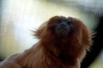 Obraz premium The golden lion tamarin, also known as the golden marmoset, is a small New World monkey