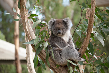 the Koala has a large round head, big furry ears and big black nose. Their fur is usually grey-brown in color with white fur on the chest, inner arms, ears and bottom.