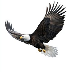 Obraz premium A large eagle is flying in the sky