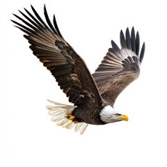 Obraz premium A large eagle is flying in the sky