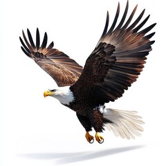 Obraz premium A large eagle is flying in the air with its wings spread wide