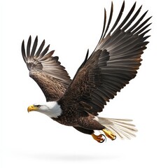 Obraz premium A large eagle is flying in the sky