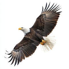 Obraz premium A large eagle is flying in the sky with its wings spread wide