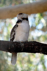 the laughing kookaburra has an off-white head, which is marked by a distinctive dark brown stripe which runs around each eye and along the centre of the head.
