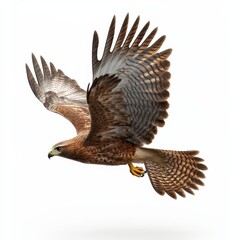 A brown and white bird with a yellow beak is flying in the air