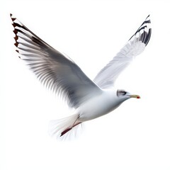 Obraz premium A white bird with black and white feathers is flying in the air