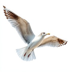 Obraz premium A white seagull is flying in the air
