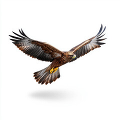 Obraz premium A detailed image of a brown hawk with wings spread, flying against a white background, highlighting its powerful wingspan.