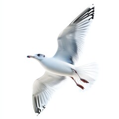Fototapeta premium A white bird with black wings is flying in the air