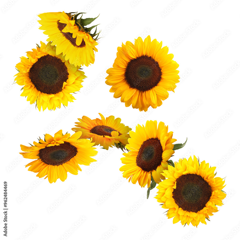 Canvas Prints Many vibrant sunflowers falling on white background