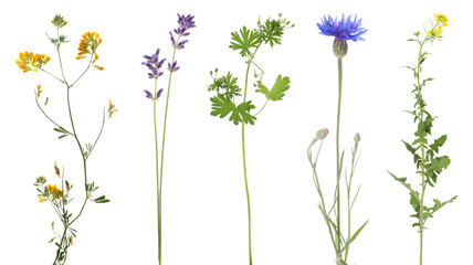 Different beautiful meadow flowers isolated on white, set