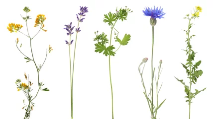 Different beautiful meadow flowers isolated on white, set