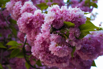 Cherry Blossoms in Washington Heights New York City