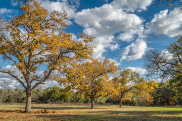 Fototapeta premium A serene landscape featuring vibrant autumn trees under a bright blue sky with fluffy clouds.