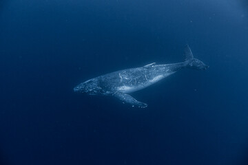 Whale in the blue
