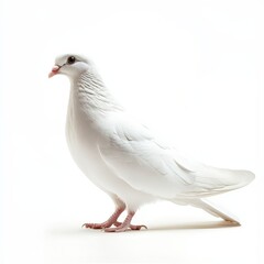 Obraz premium A white pigeon stands on a white background