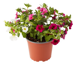 Cabaret MixMasters in pot