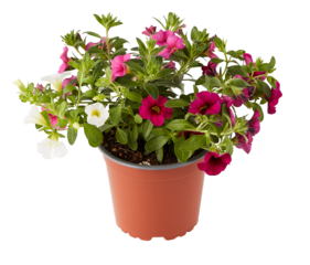 Cabaret MixMasters in pot