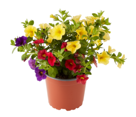 Cabaret MixMasters yellow red violet