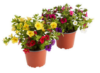 Growing Calibrachoa million bells