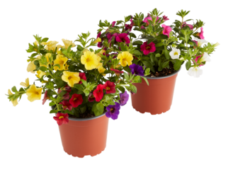 Growing Calibrachoa million bells